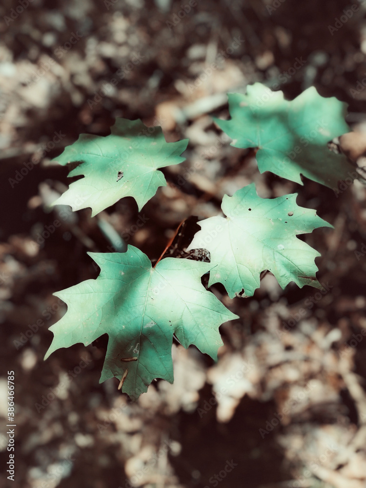 Fototapeta premium leaf
