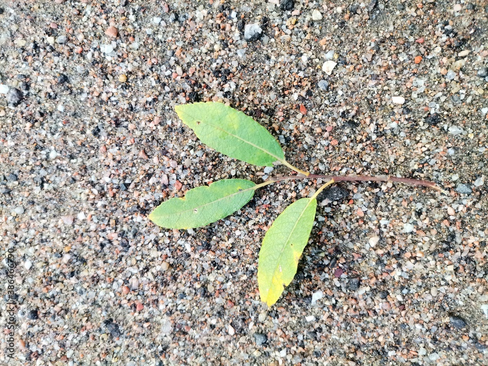 Background with three leaves on the sand. Background with three leaves on the sand.