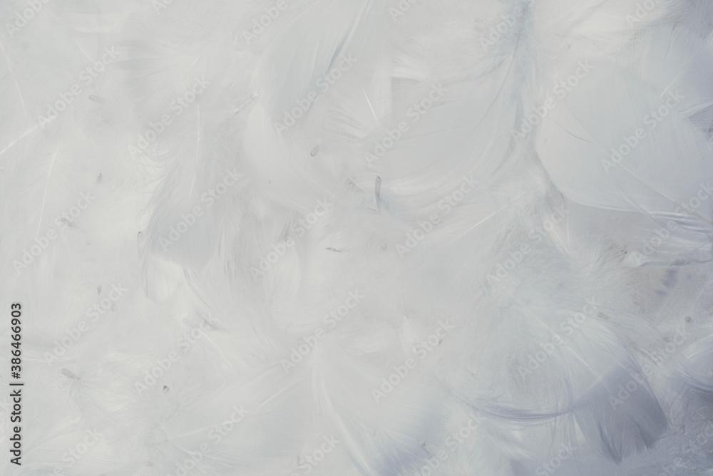 White soft feathers background. White soft feathers background.