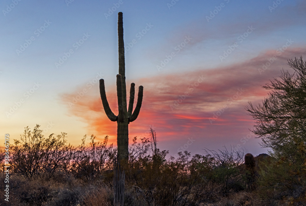 Lone Cactus At Sunset Time In Phoenix AZ Area