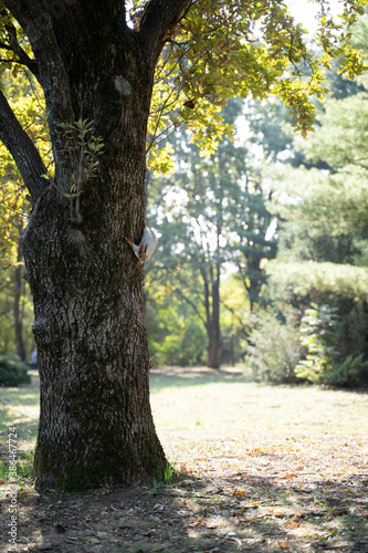 squirrel in the park in autumn