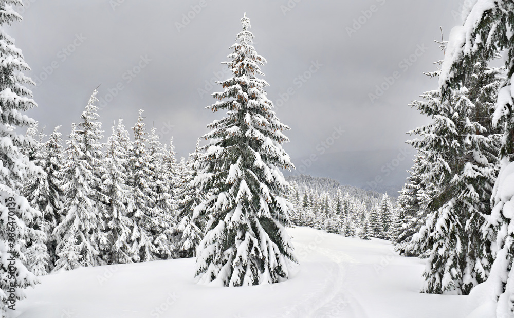Winter landscape of fir forest in snow before snowfall. Carpathian mountains. Spruces in snow
