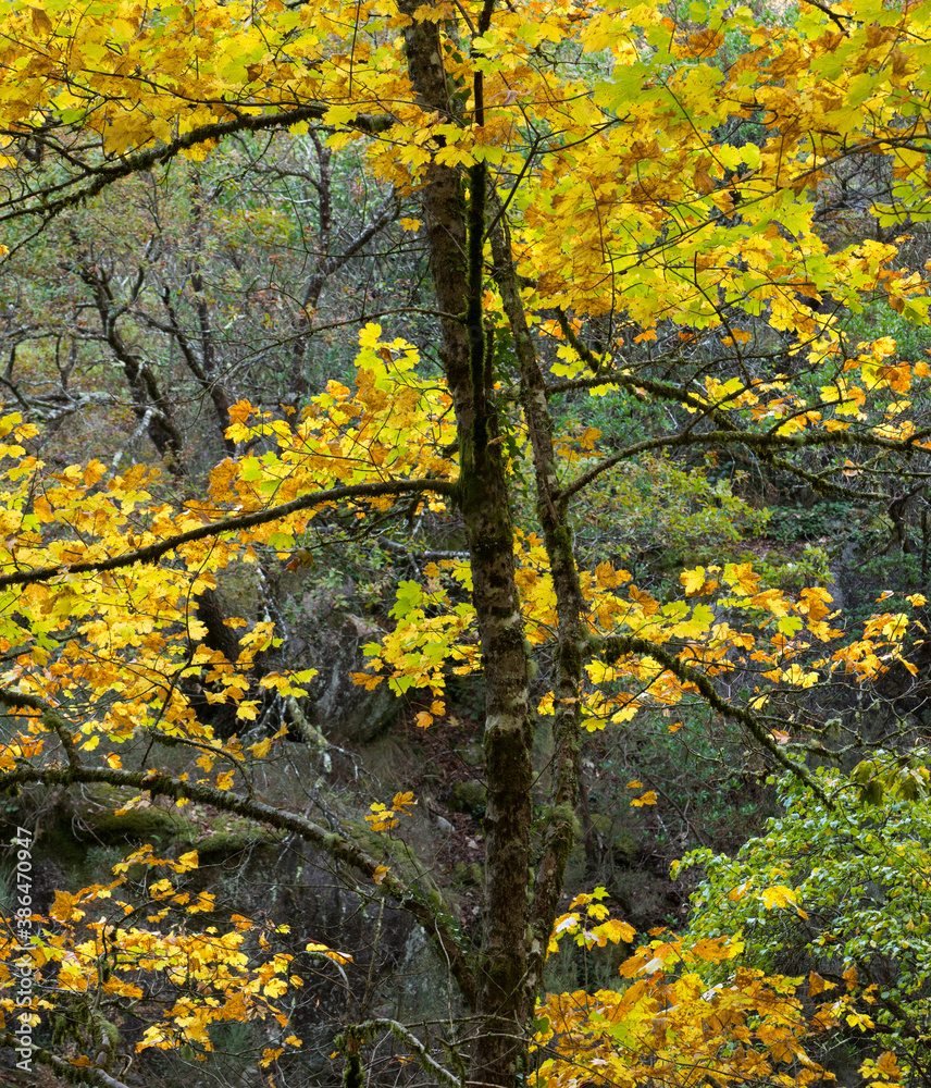 Old thin tree with bright yellow colors. Autumn colors in Peneda Geres National Park, Portugal Old thin tree with bright yellow colors. Autumn colors in Peneda Geres National Park, Portugal