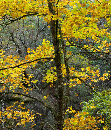 Old thin tree with bright yellow colors. Autumn colors in Peneda Geres National Park, Portugal