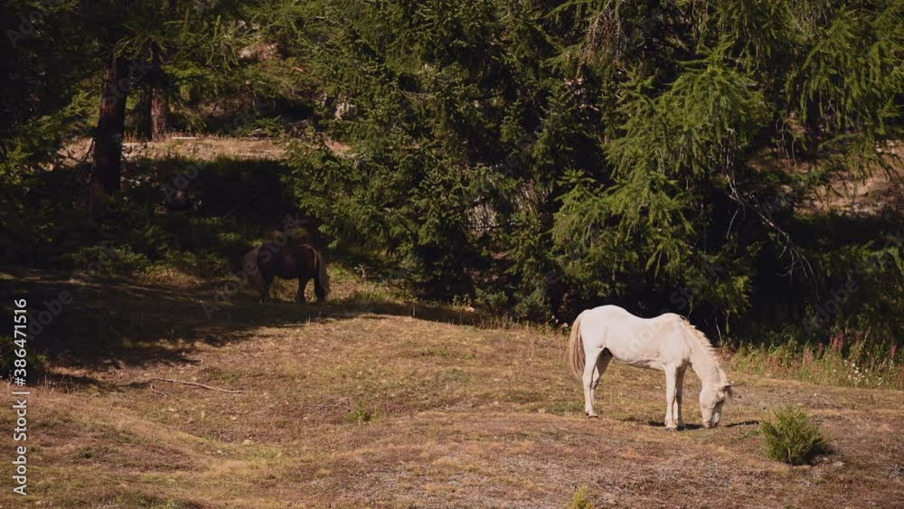 Two Horses Grazing Grass in Alpine Italian Region of Entrèves, Italy. Farming and Agriculture Theme. Two Horses Grazing Grass in Alpine Italian Region of Entrèves, Italy. Farming and Agriculture Theme.