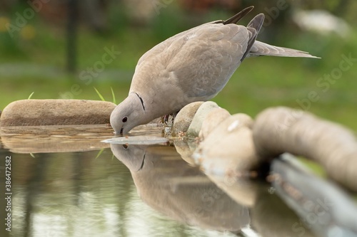  Collared-Dove , Streptopelia decaocto drinks water. Reflection in water. Czech Republic. Europe. 