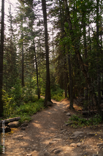 Forest and Hiking Trail near the Fifth Bridge