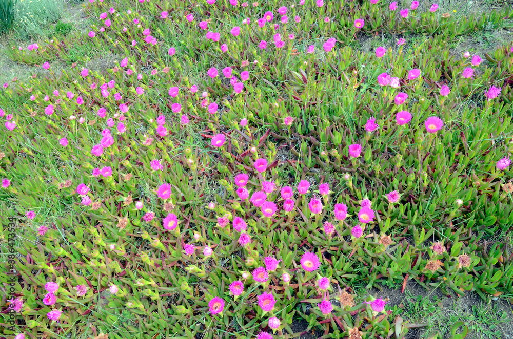 Flowers of Carpobrotus edulis, invasive plant native to South Africa Flowers of Carpobrotus edulis, invasive plant native to South Africa
