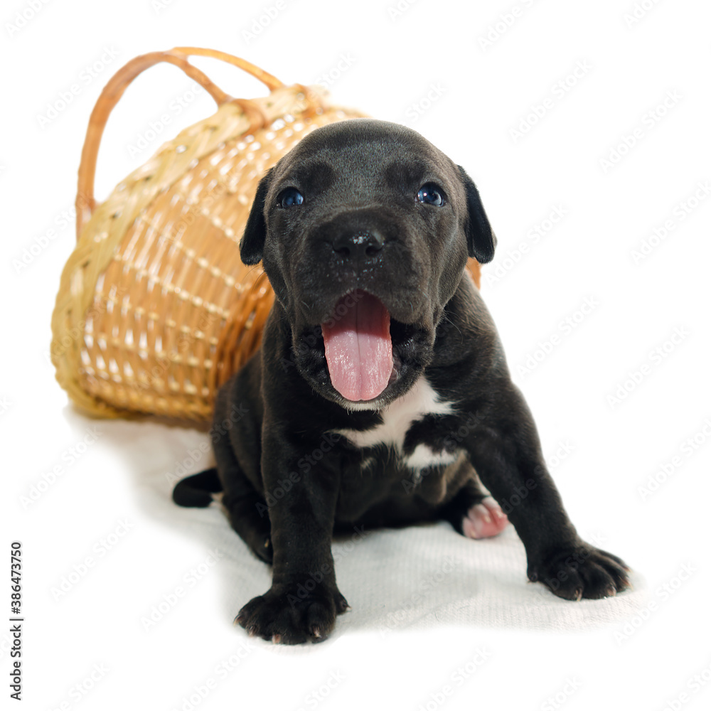 Obraz premium Isolated Staffordshire terrier one-month puppy dog. Sleepy young puppy dog sitting on white blanket. Puppy dog looking with puppy dog eyes. One month black puppy dog.