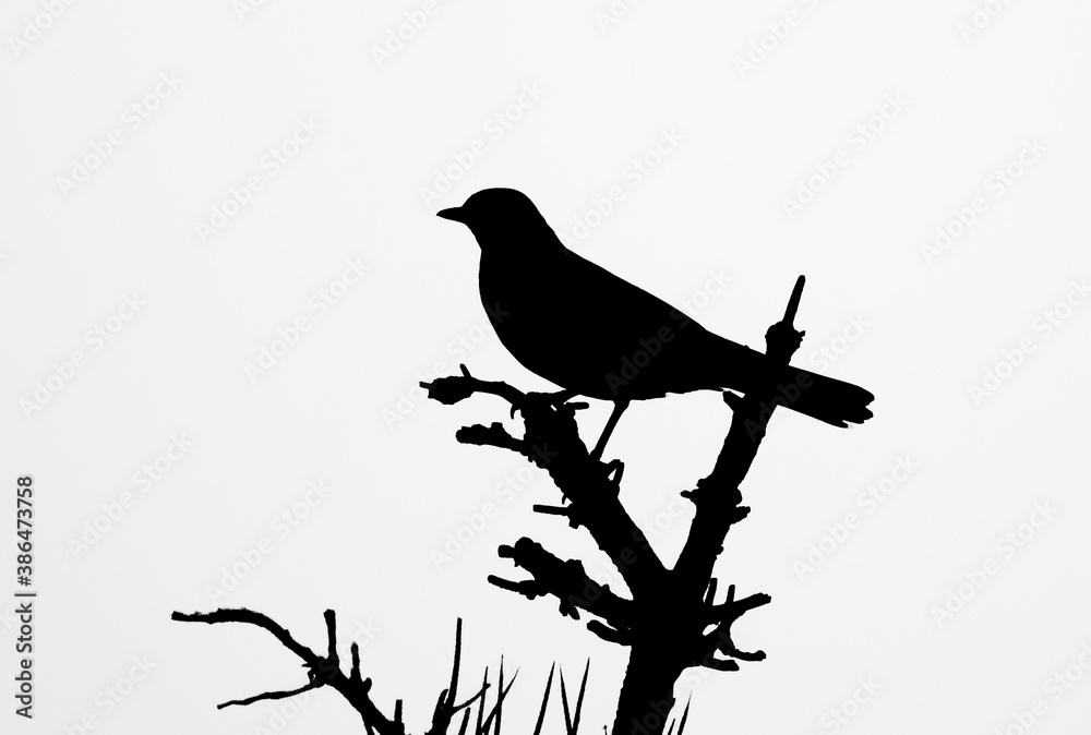 robin like bird perched on a tree branch silhouette robin like bird perched on a tree branch silhouette