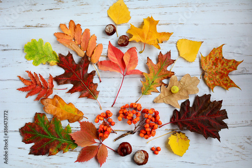 Autumn composition of colorful leaves on a light wooden background.