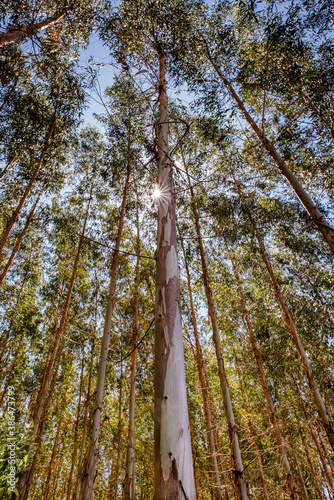 Sunset whith eucalyptus trees in the forest