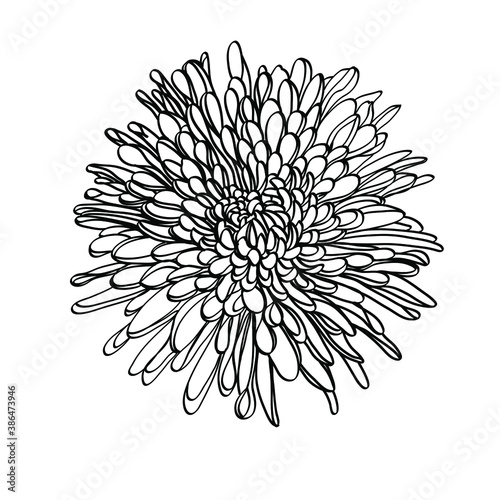 Black and white line illustration of daisy flowers on a white background. Flower chrysanthemum isolated on white 