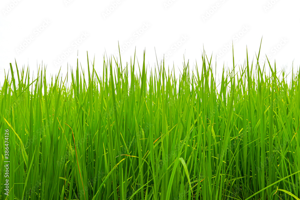 Grass isolated on white background.
Grass isolated on white background.
