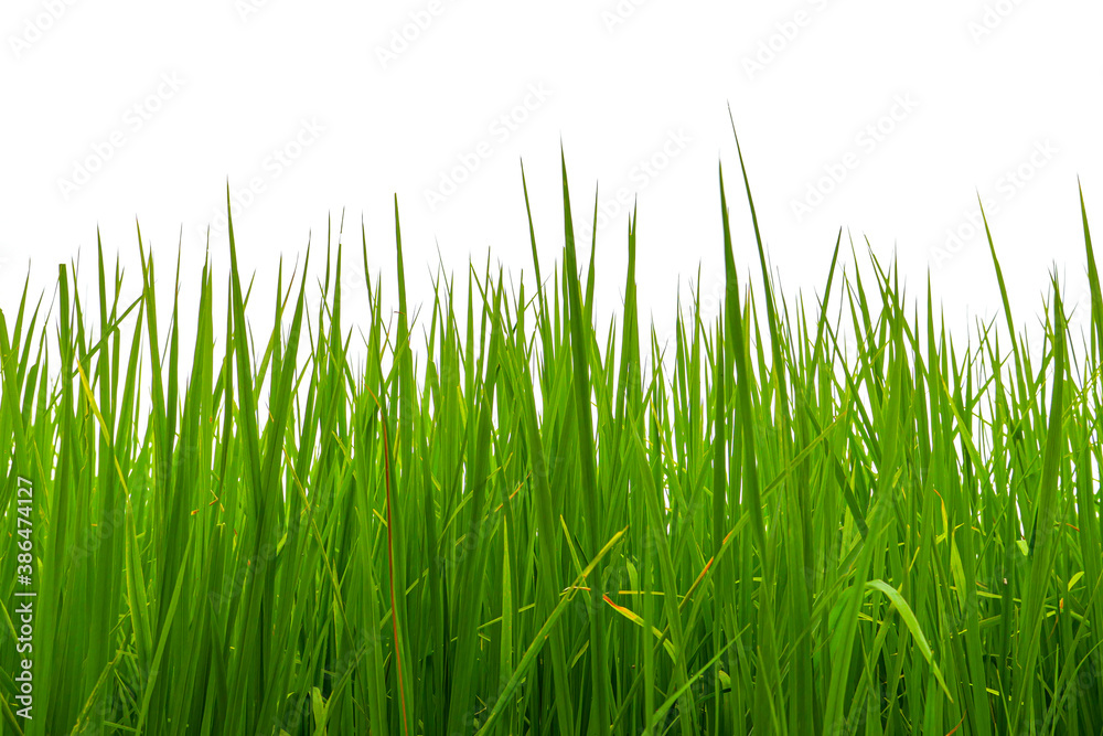 Grass isolated on white background.
Grass isolated on white background.