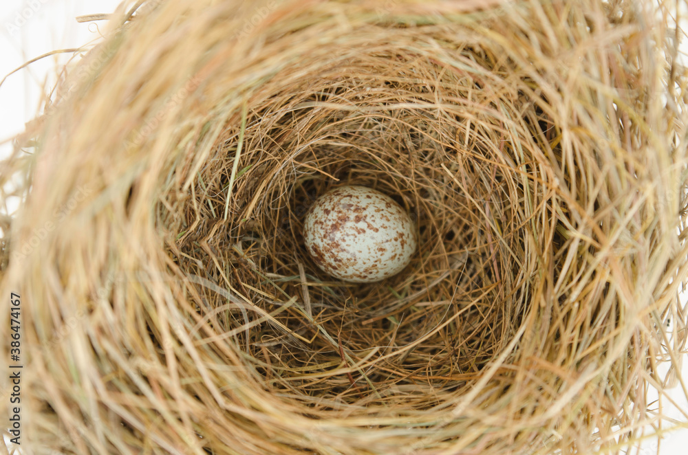 Yellowish grass nest with a spotted or speckled egg in the hollowed deep pocket of the bird nest. Yellowish grass nest with a spotted or speckled egg in the hollowed deep pocket of the bird nest.