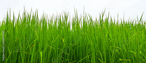 Grass isolated on white background. 