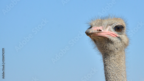 Ostrich portrait looking at camera in the foreground.
