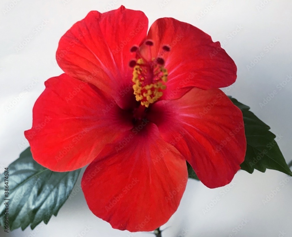 Naklejka premium red hibiscus flower