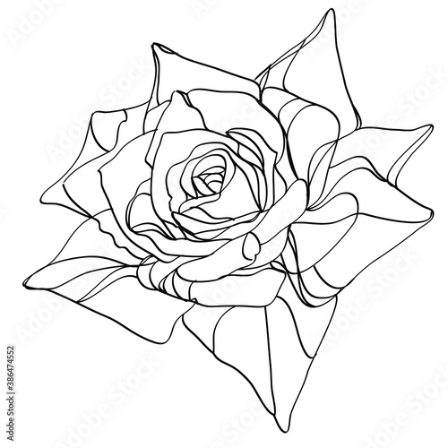 Black and white line illustration of rose flowers on a white background
