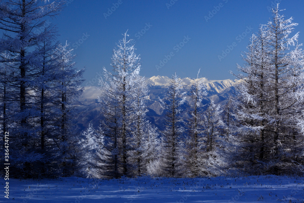 霧氷の木と乗鞍岳