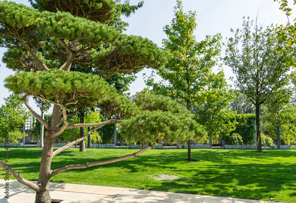 Obraz premium Beautiful bonsai pine tree (Pinus mugo or mountain pine) with lush needles in public landscape city Park Krasnodar or Galitsky Park in sunny autumn 2020