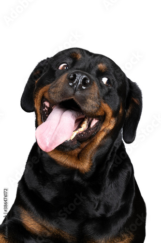 Portrait of an adult rottweiler dog looking funny tongue out isolated on a white background
