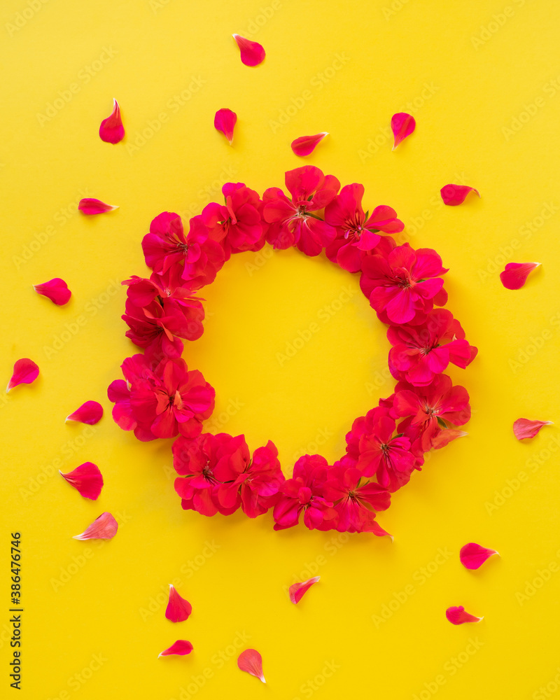 Circle of red Geranium Pelargonium flowers with petals isolated on yellow background.Beautiful floral background of pelargonium. Flat lay, top view Circle of red Geranium Pelargonium flowers with petals isolated on yellow background.Beautiful floral background of pelargonium. Flat lay, top view