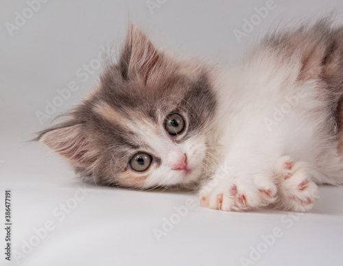 Cute fluffy kitten different bright color on the white