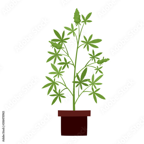 Vector illustration of cannabis plant in pot isolated on white.