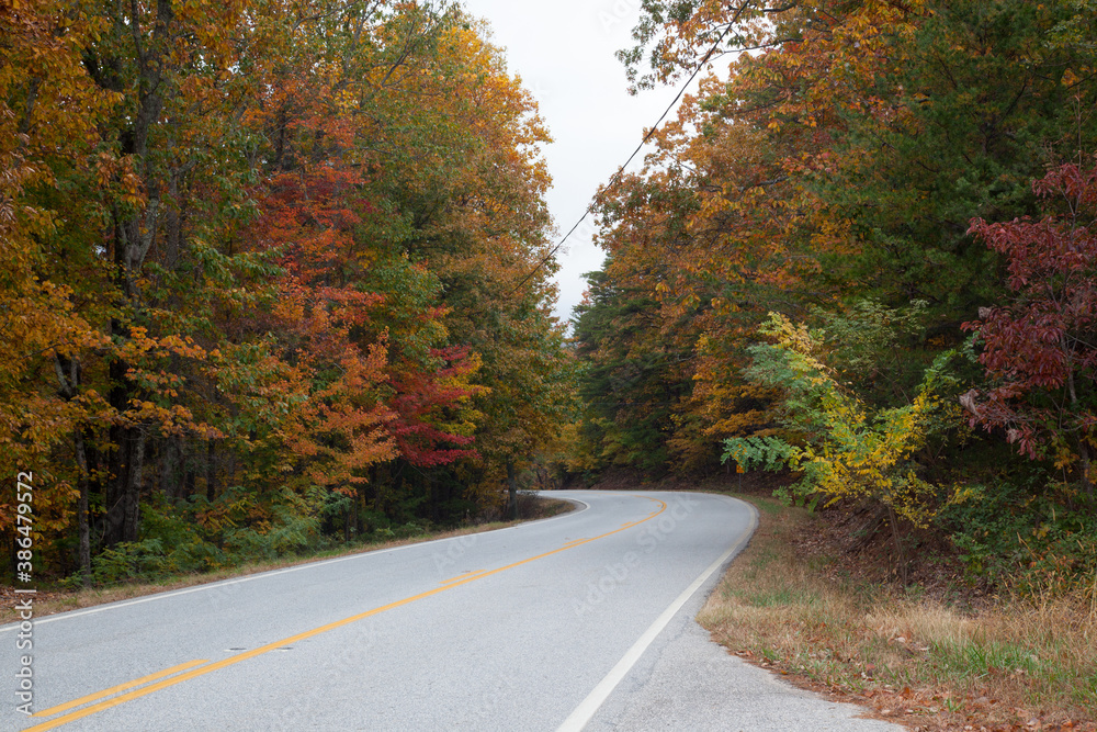 Obraz premium Road through the Autumn woods