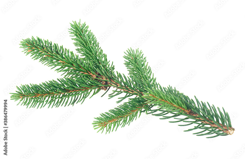 Green fir branch isolated on a white background. Closeup of fir tree branch for Christmas.
