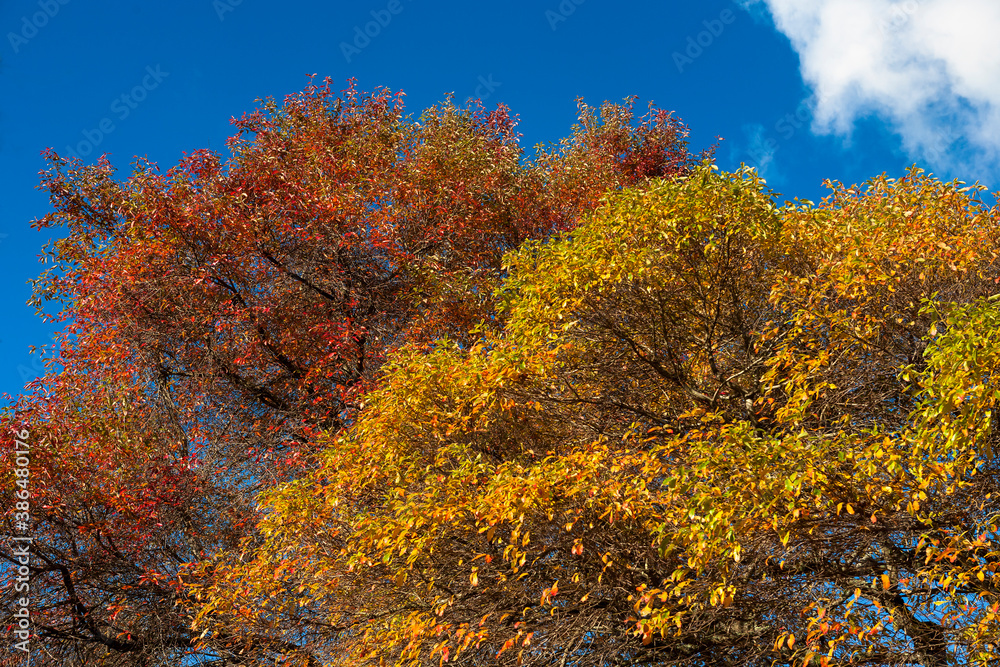 Glorious Autumn colours on trees in East Sussex, England, UK Glorious Autumn colours on trees in East Sussex, England, UK