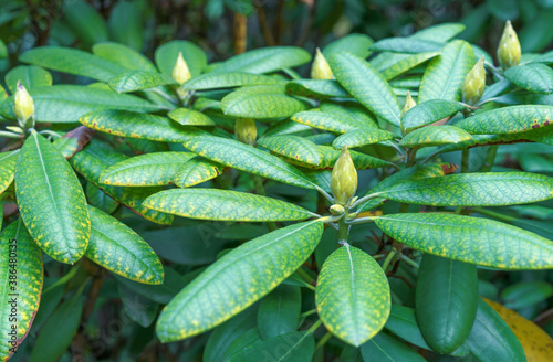 Green buds of rhododendron before flowering.