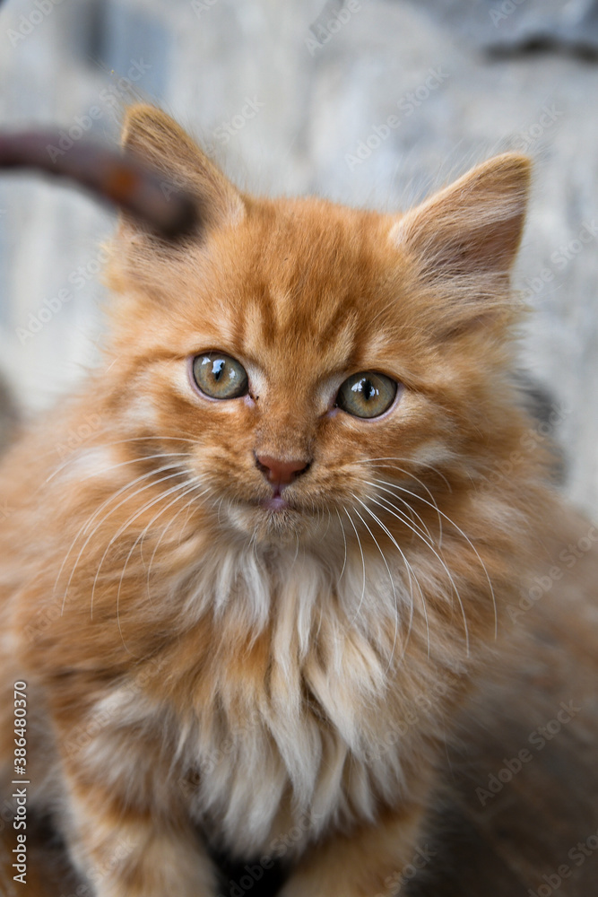 Kitten Cat Playful Closeup macro 