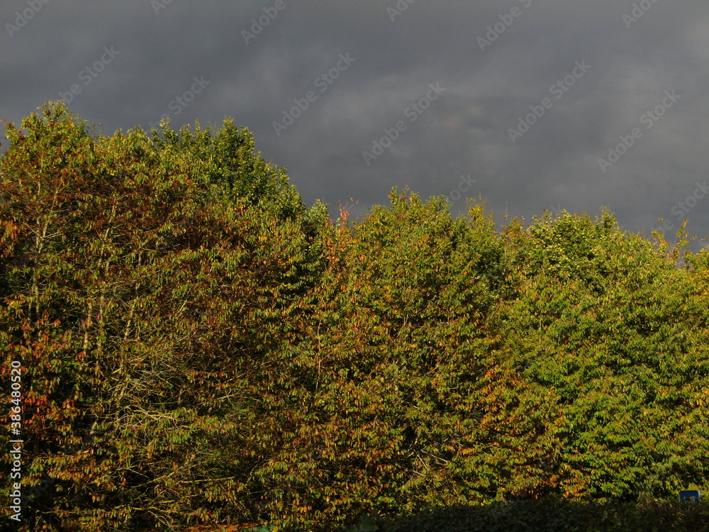 Fototapeta premium Dark gray sky over autumn tree views