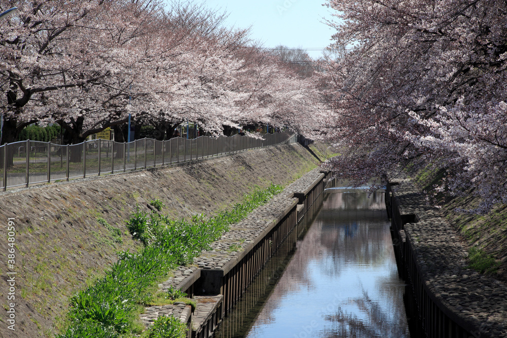 善福寺川の桜