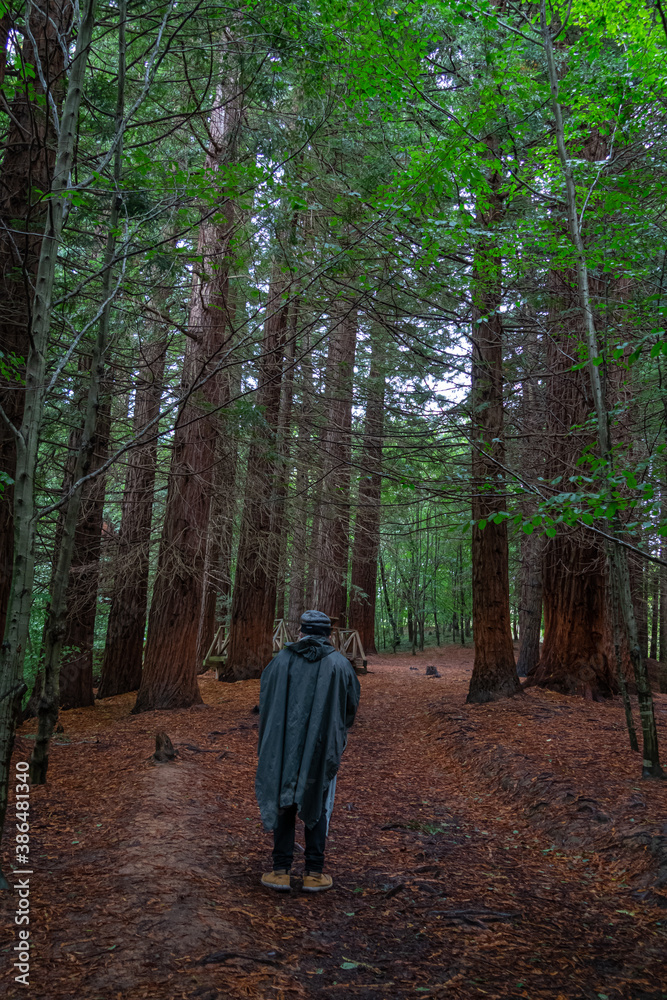Man walking through the Natural Monument of the Secuoyas of Monte Cabezón. Cantabria. Spain Man walking through the Natural Monument of the Secuoyas of Monte Cabezón. Cantabria. Spain