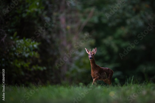 little deer in the woods