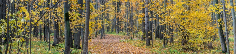 Obraz premium Panoramic forest autumn landscape with colorful leaves and trees