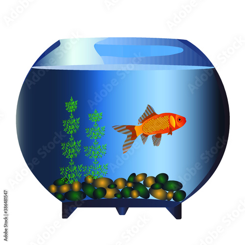 Goldfish in a round aquarium with rocks and algae