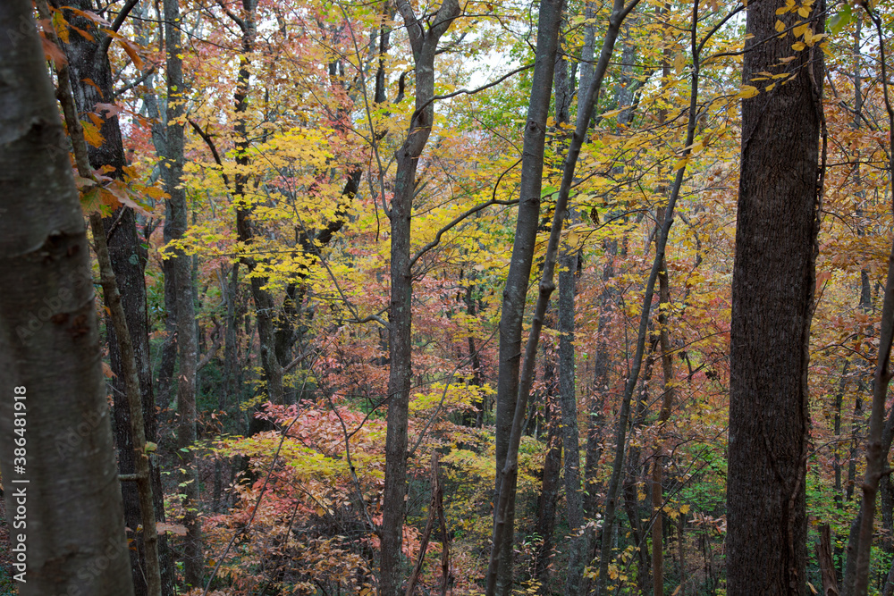 Fototapeta premium Colorful Fall trees outdoors