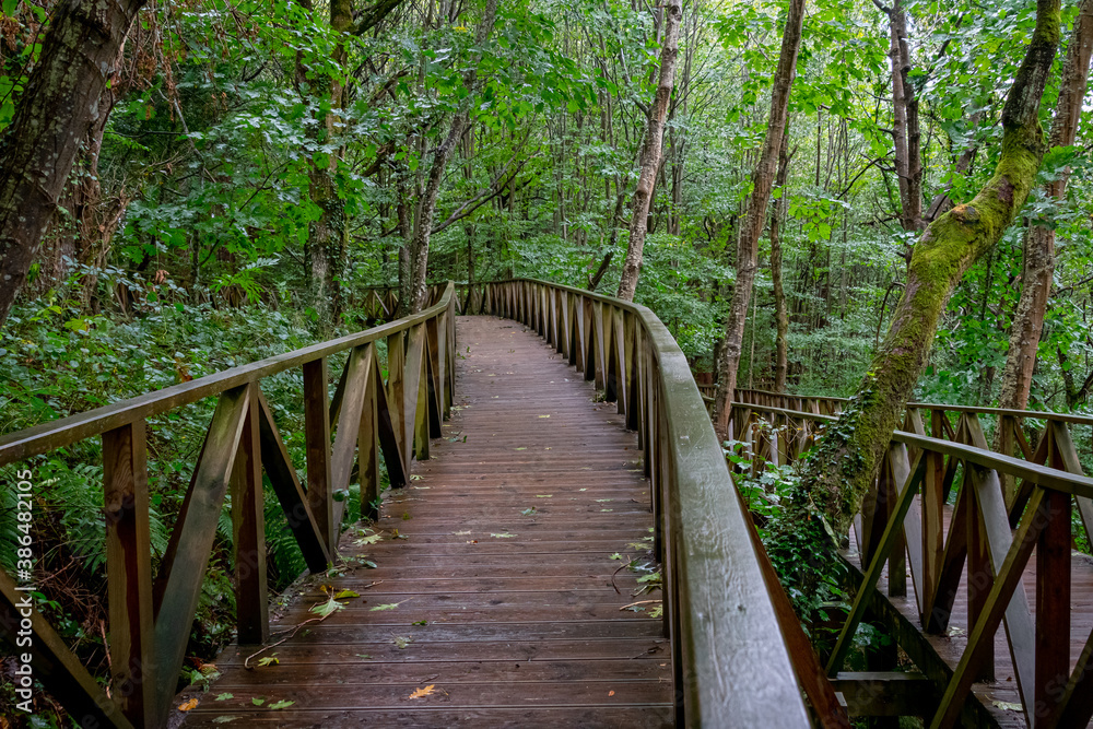Obraz premium Wooden walkway to access the Natural Monument of the Secuoyas of Monte Cabezón. Cantabria. Spain