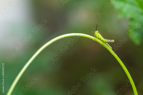 Grasshoppers perch on tendrils of pumpkin plants