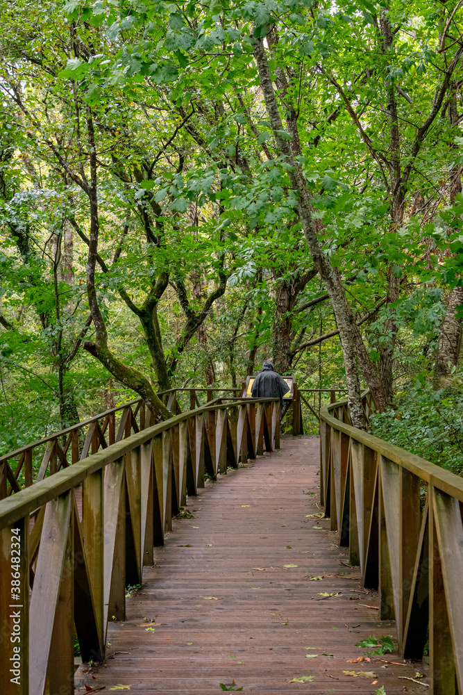 Wooden walkway to access the Natural Monument of the Secuoyas of Monte Cabezón. Cantabria. Spain Wooden walkway to access the Natural Monument of the Secuoyas of Monte Cabezón. Cantabria. Spain
