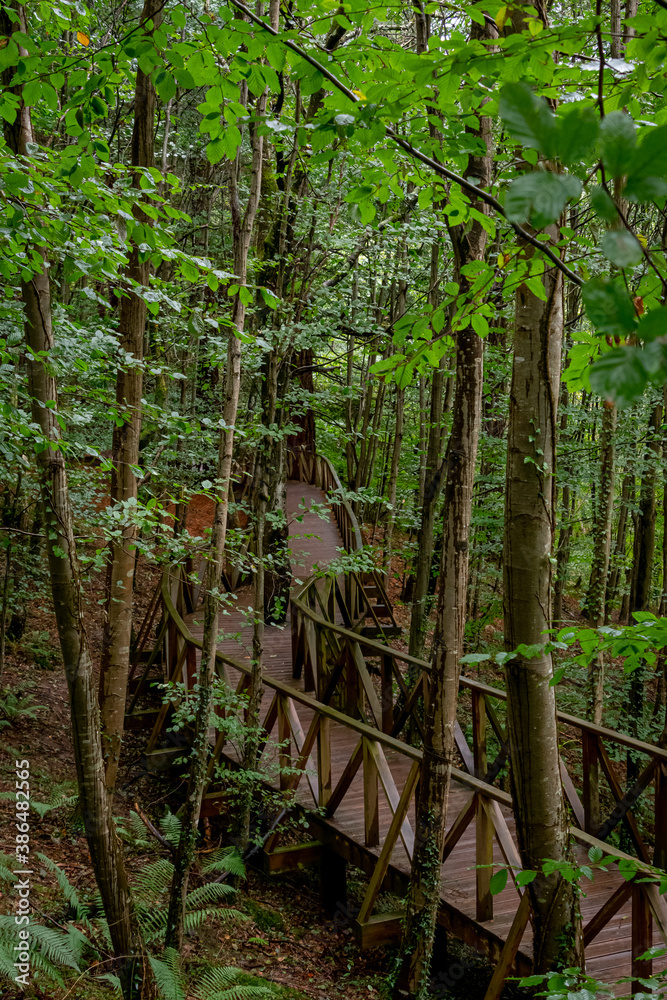 Wooden walkway to access the Natural Monument of the Secuoyas of Monte Cabezón. Cantabria. Spain Wooden walkway to access the Natural Monument of the Secuoyas of Monte Cabezón. Cantabria. Spain