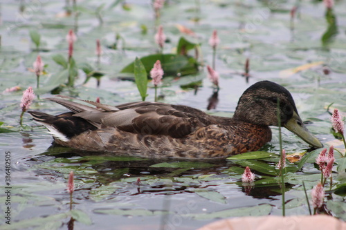 duck and flowers