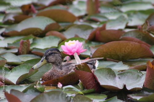 duck and flower
