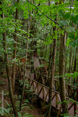 Wooden walkway to access the Natural Monument of the Secuoyas of Monte Cabezón. Cantabria. Spain © Marlene Vicente