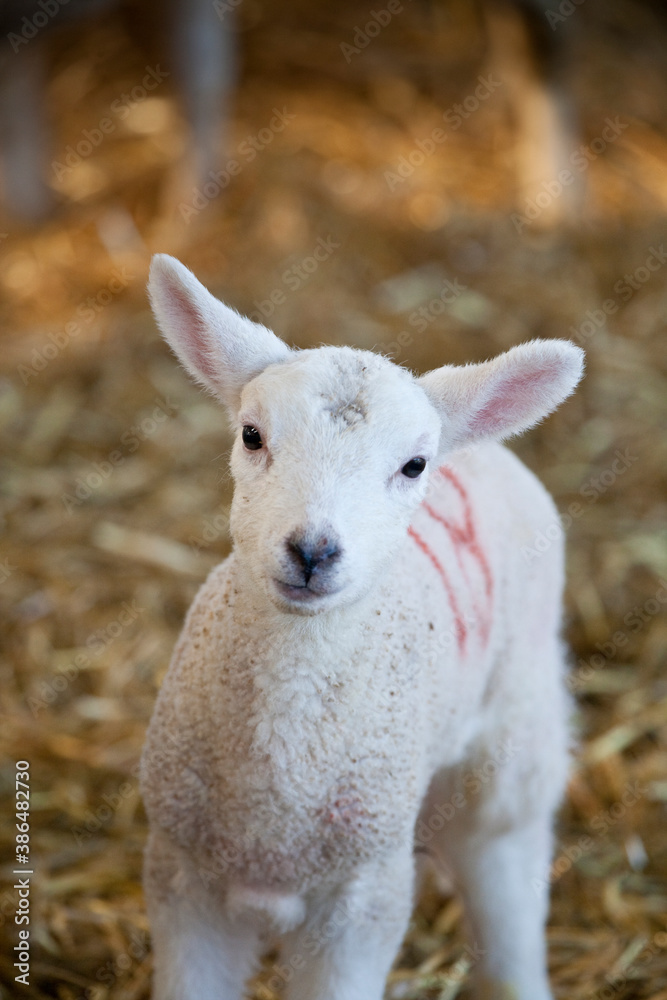 Fototapeta premium Cute new born Lleyn lamb looking at the camera at lambing time